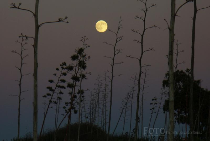 Knoll Agavenwald im Mondschein k
